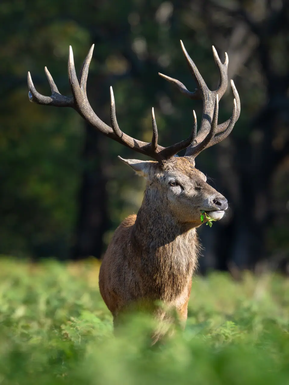 Retrato de un ciervo colorado (Cervus elaphus) con su cornamenta, en Richmond Park