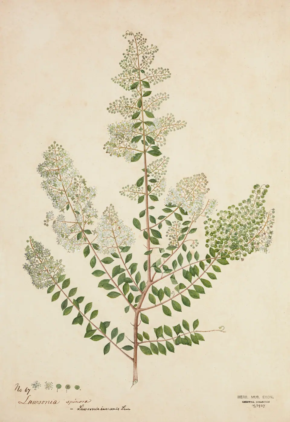 Ilustración botánica de la planta de henna (Lawsonia inermis), de la que se extrae el pigmento natural