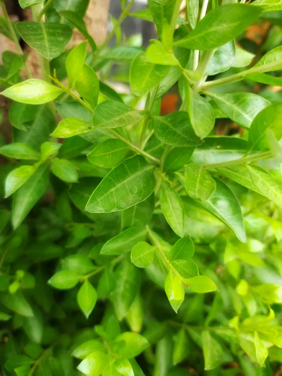 Hojas de Lawsonia inermis, la planta de la que sale la henna