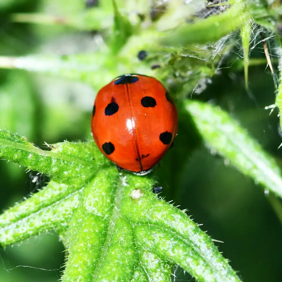 Mariquita de siete puntos (Coccinella septempunctata) sobre una hoja